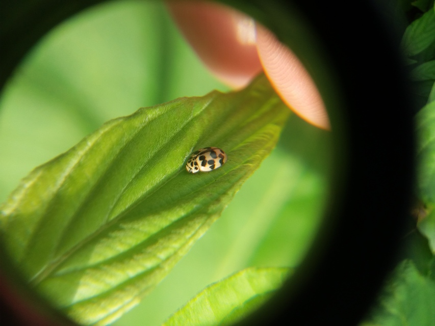 Oenopia conglobata - rózsás katica