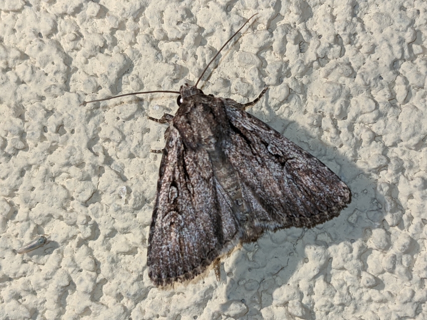 Dichagyris signifera - pompás földibagoly