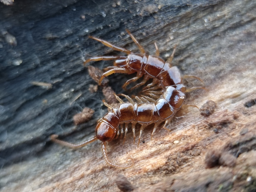Lithobius