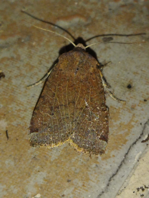 Conistra veronicae - veronika-őszibagoly