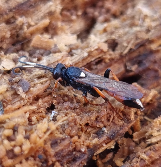 Ichneumon