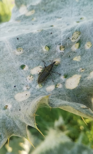 Lixus cardui/filiformis