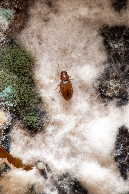 Cryptophagidae - penészbogárfélék