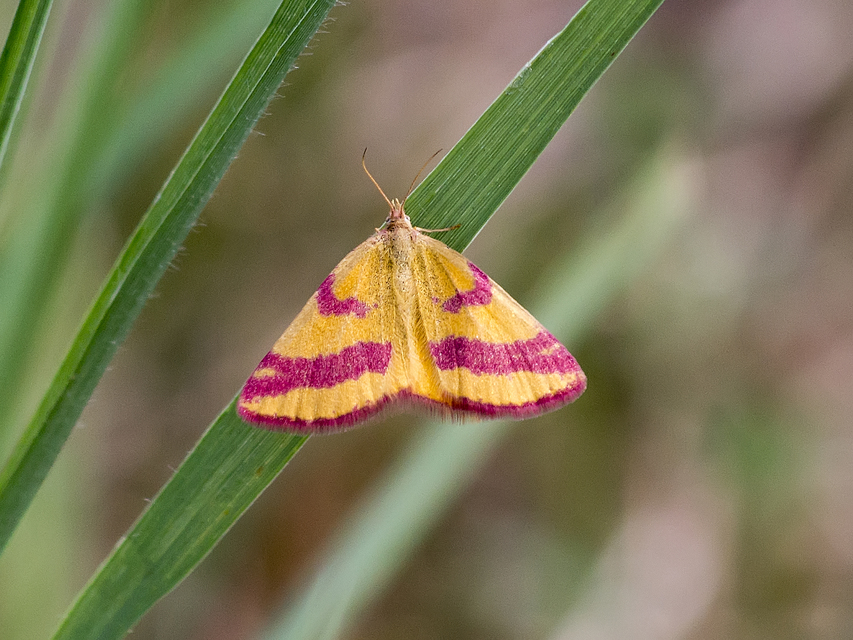 Lythria cruentaria - bíborcsíkos araszoló