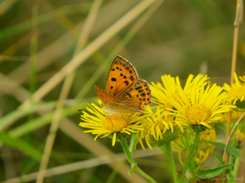 Lycaena virgaureae - arany-tűzlepke