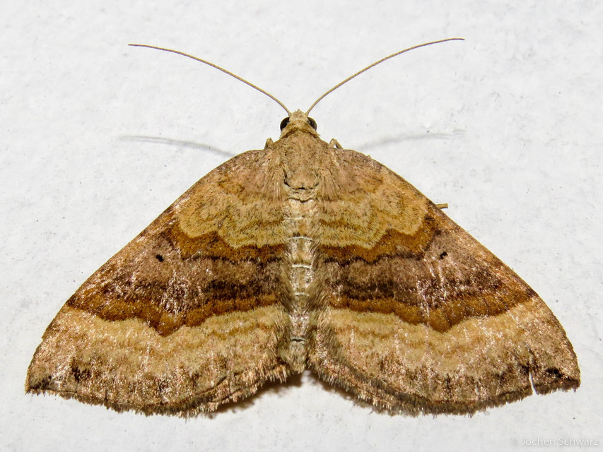 Scotopteryx chenopodiata - libatop-araszoló