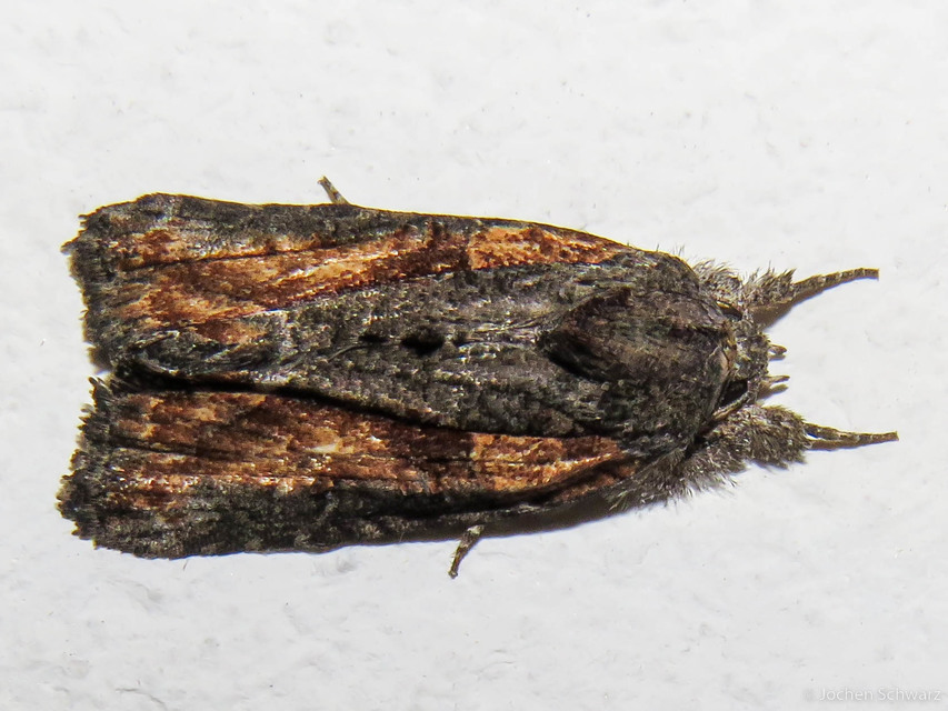 Bryophila raptricula/felina