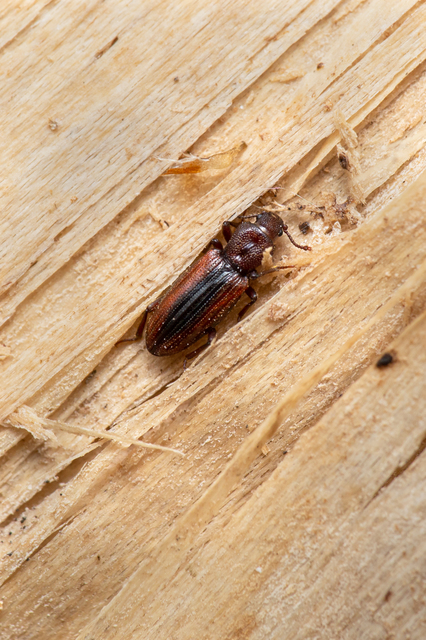 Bothrideres bipunctatus - szívnyakú humuszbogár