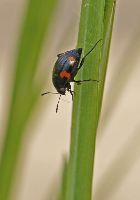 Scaphidium quadrimaculatum - négyfoltos sajkabogár