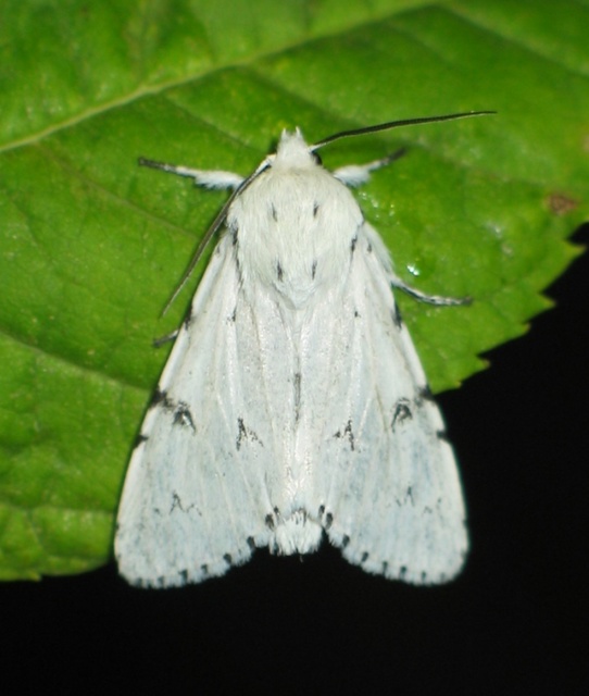 Acronicta leporina - fehér szigonyosbagoly