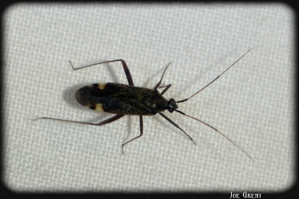 Miridae - mezeipoloskák