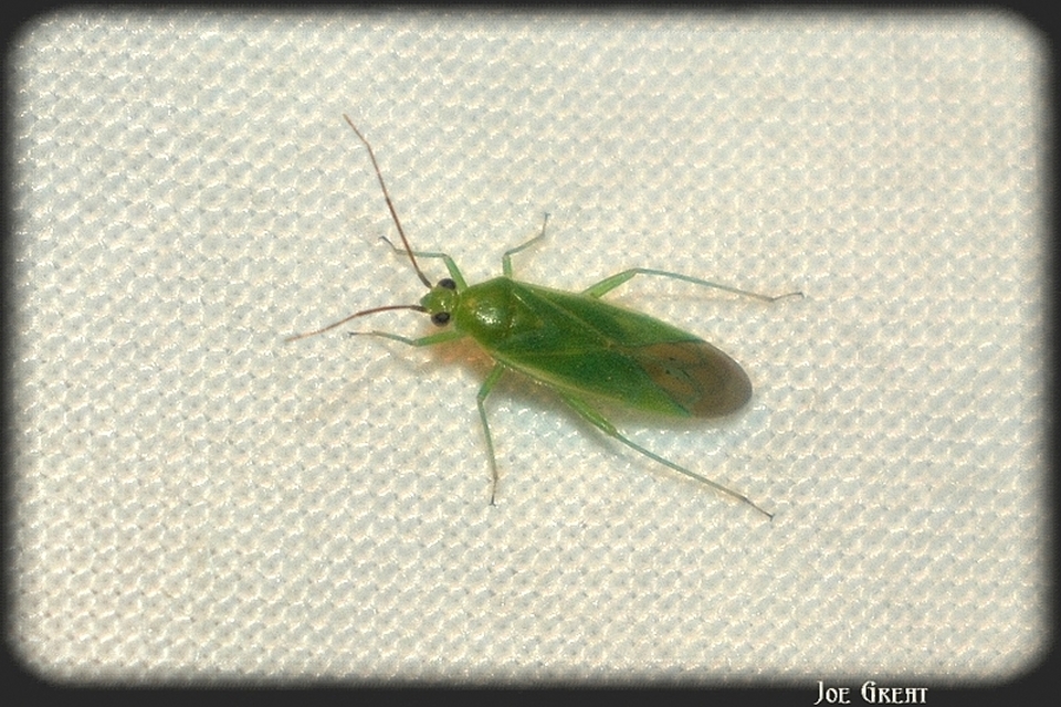 Miridae - mezeipoloskák