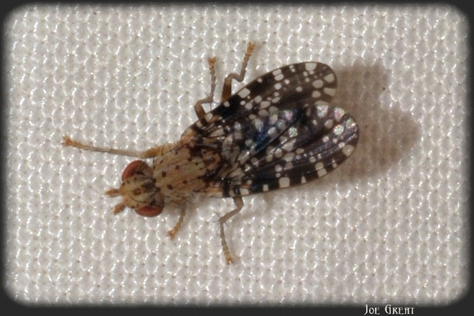 Trypetoptera punctulata - pirosszemű szarvaslégy