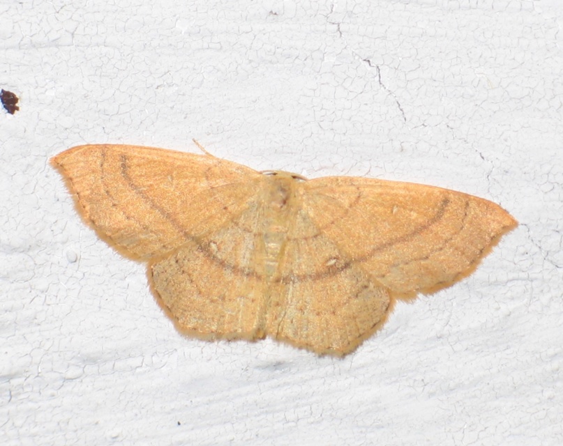Cyclophora linearia - vonalas pettyesaraszoló