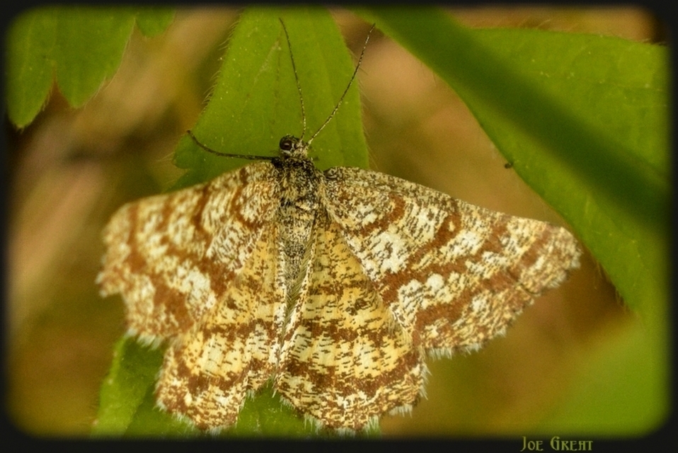 Ematurga atomaria - barna rétiaraszoló