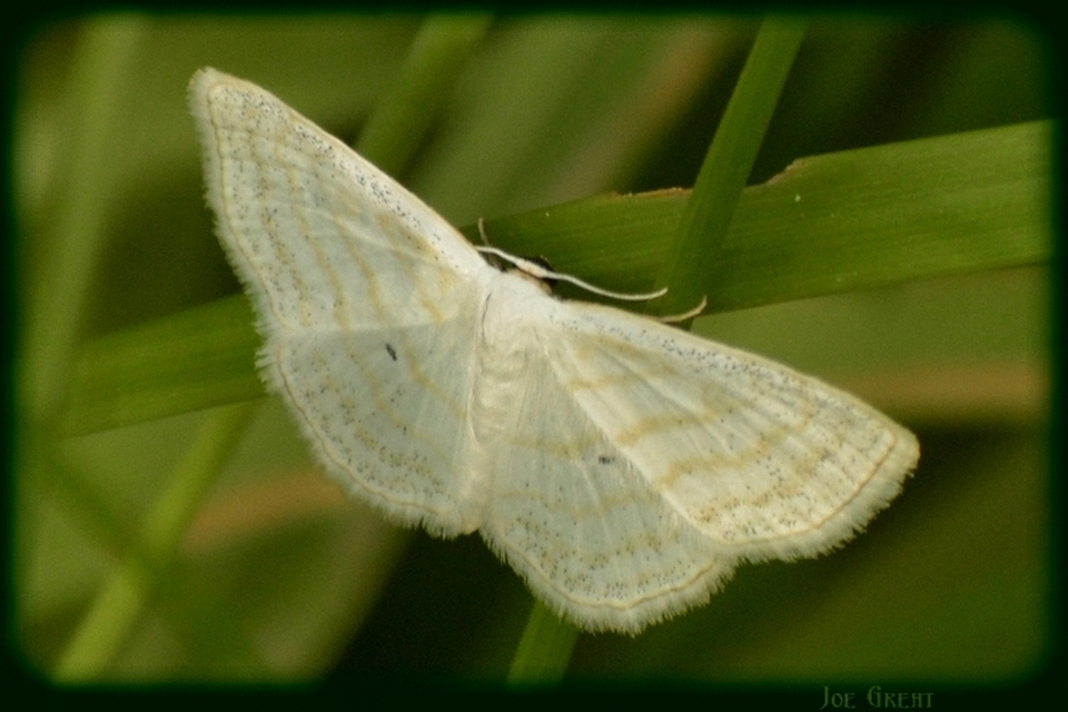 Scopula caricaria - mocsári fehéraraszoló