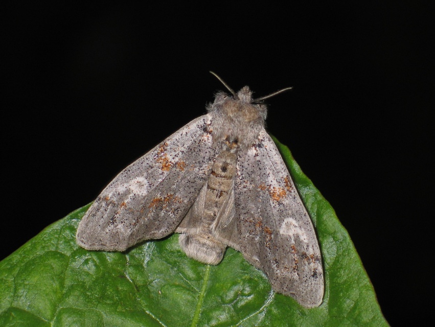 Gynaephora fascelina - vesszős szövő