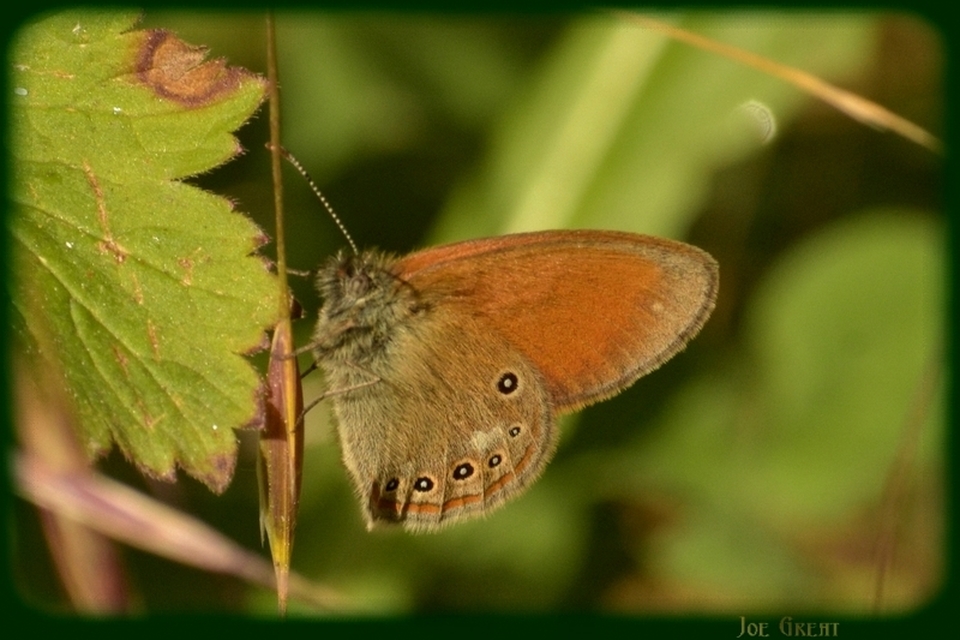 Coenonympha glycerion - közönséges szénalepke