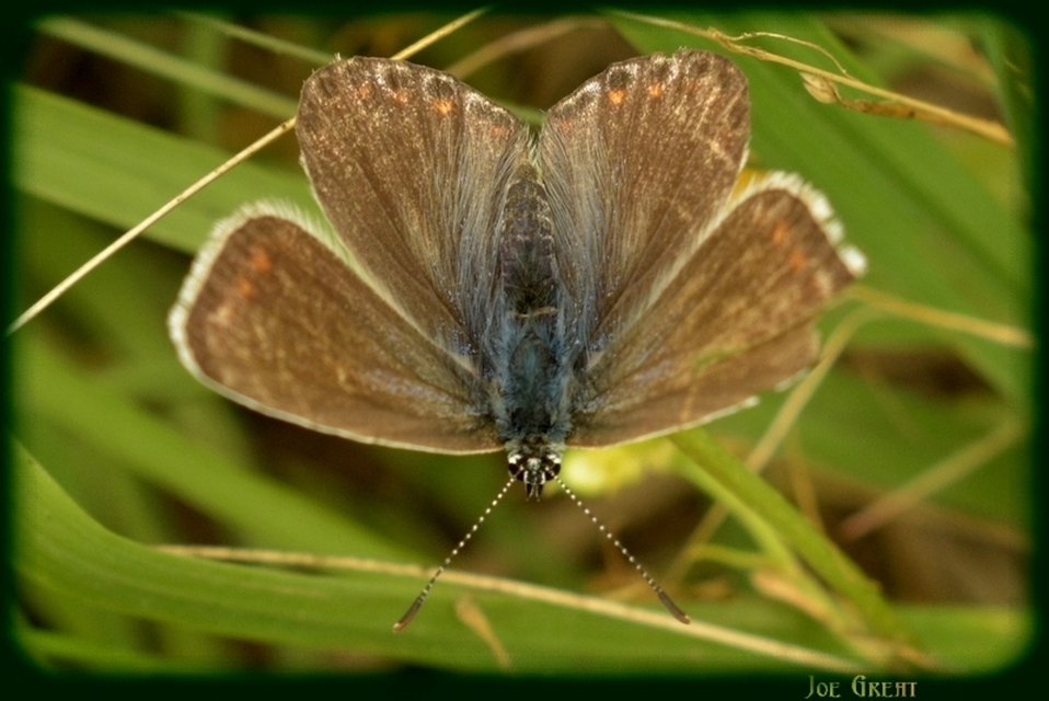 Polyommatus icarus - közönséges boglárka