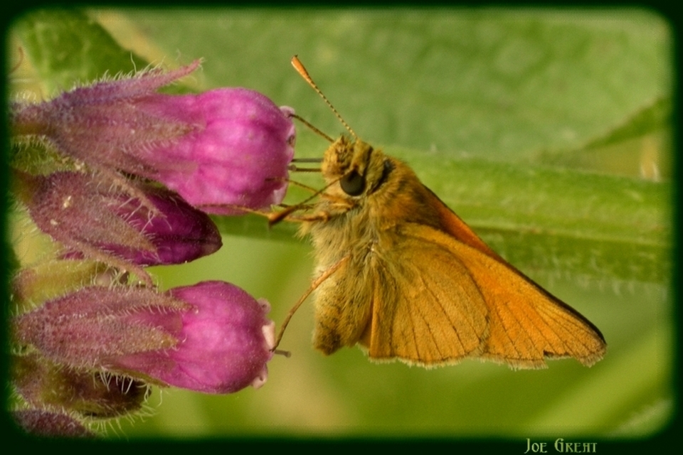 Ochlodes sylvanus - erdei busalepke