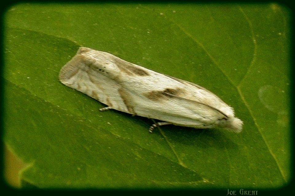 Tortricidae - sodrómolyfélék