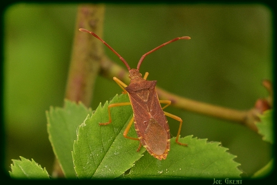 Gonocerus acuteangulatus - aranypetés karimáspoloska