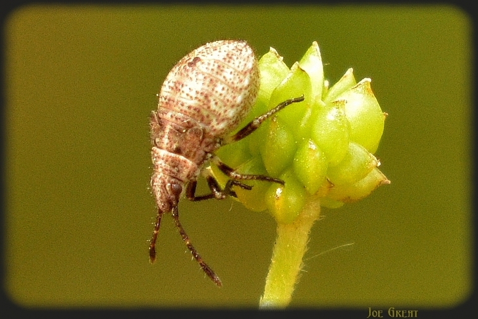 Heteroptera - Poloskák