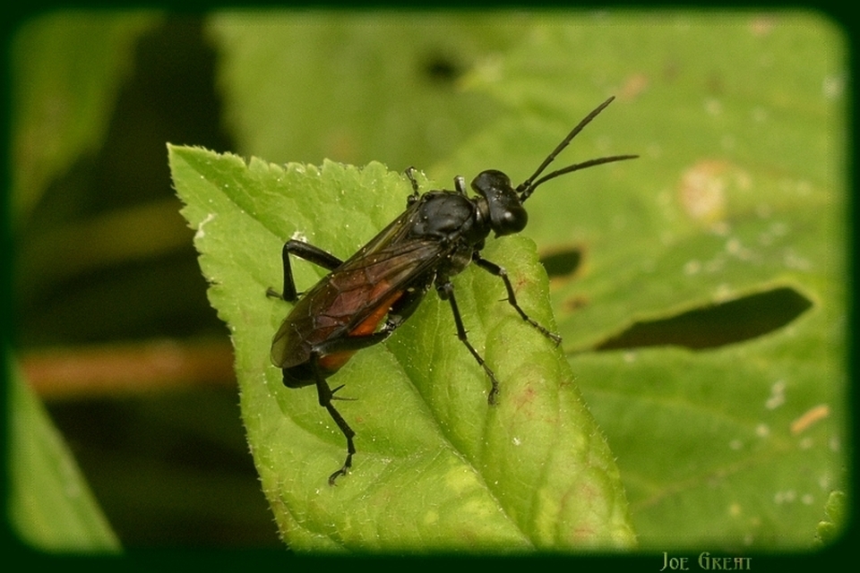 Hymenoptera - Hártyásszárnyúak