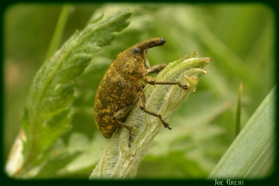 Larinus