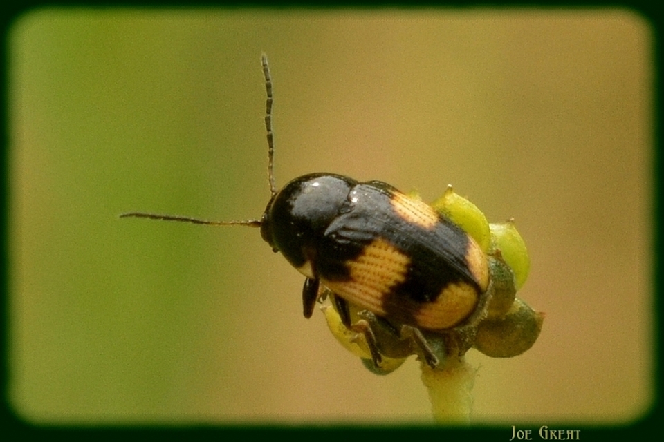 Cryptocephalus moraei - közönséges zömökbogár