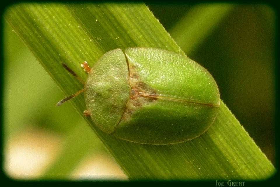 Cassida rubiginosa - lapos pajzsbogár Cassida rubiginosa - lapos pajzsbogár