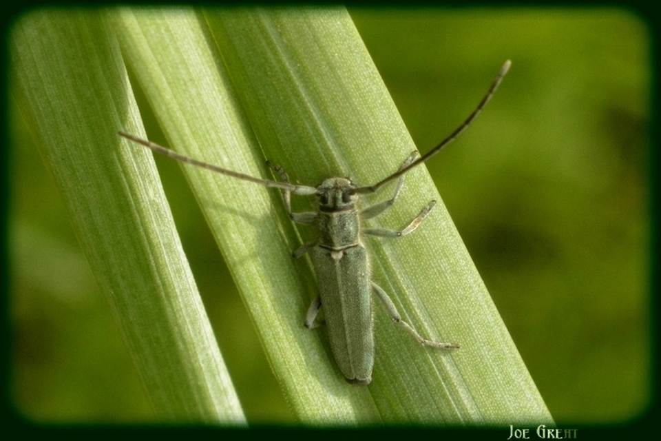 Phytoecia coerulescens - kígyósziszcincér