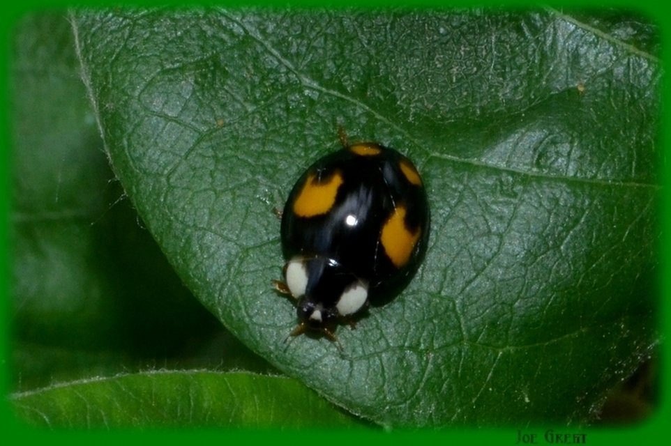 Harmonia axyridis - harlekinkatica