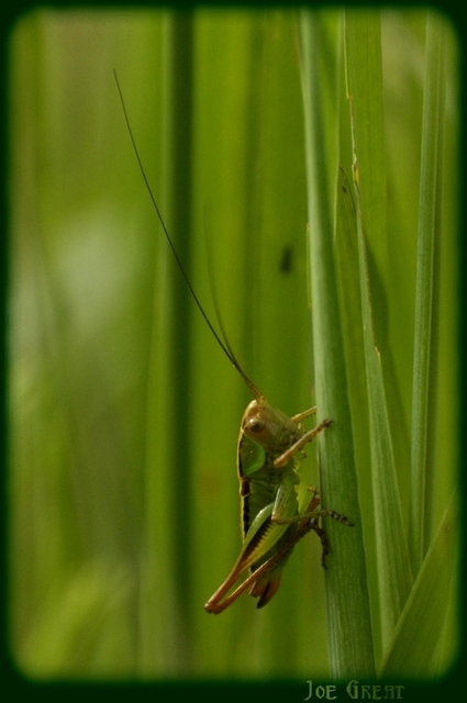 Roeseliana roeselii - Rösel-rétiszöcske