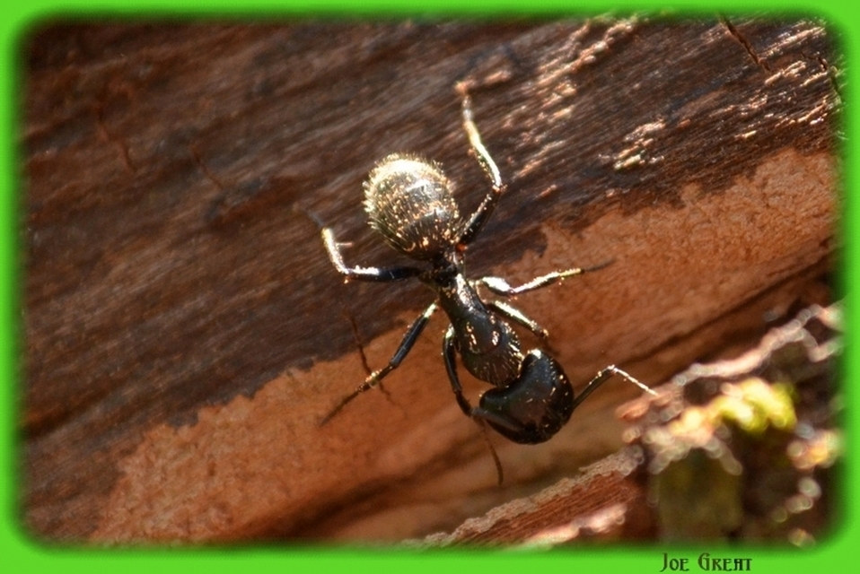 Camponotus vagus - fekete lóhangya