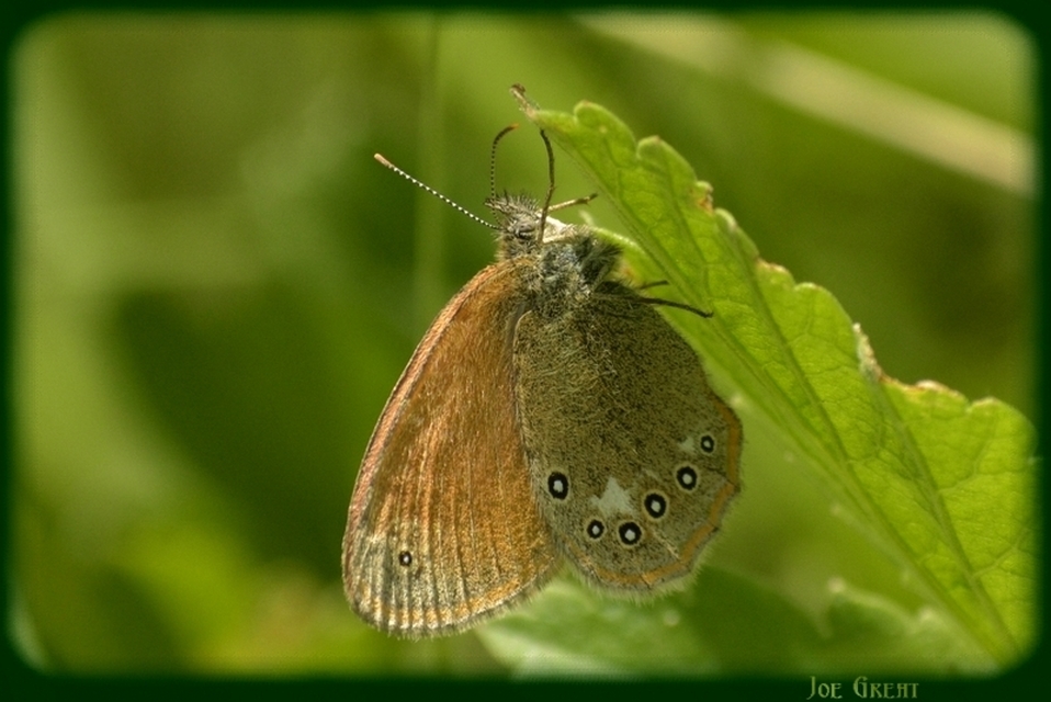 Coenonympha glycerion - közönséges szénalepke