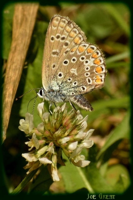Polyommatus icarus - közönséges boglárka