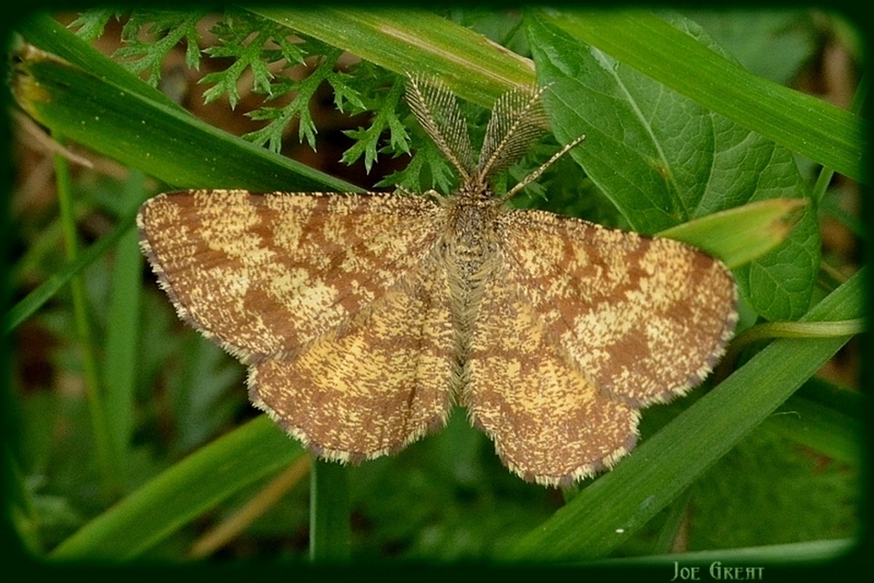 Ematurga atomaria - barna rétiaraszoló