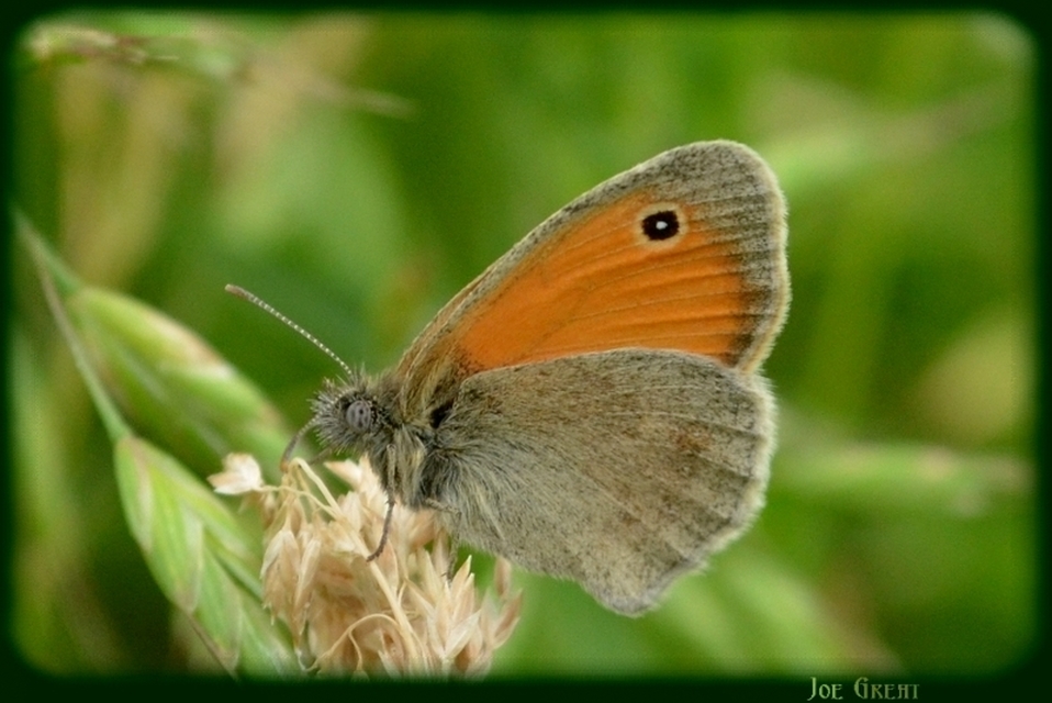 Coenonympha pamphilus - kis szénalepke