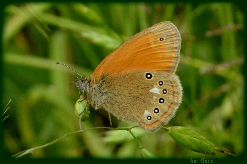 Coenonympha glycerion - közönséges szénalepke