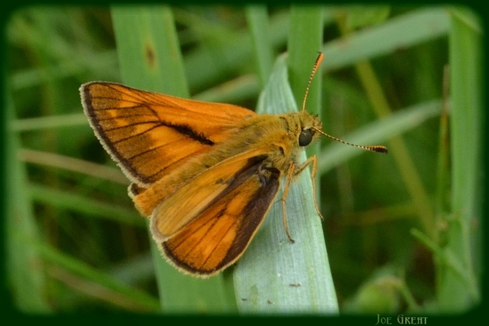 Ochlodes sylvanus - erdei busalepke