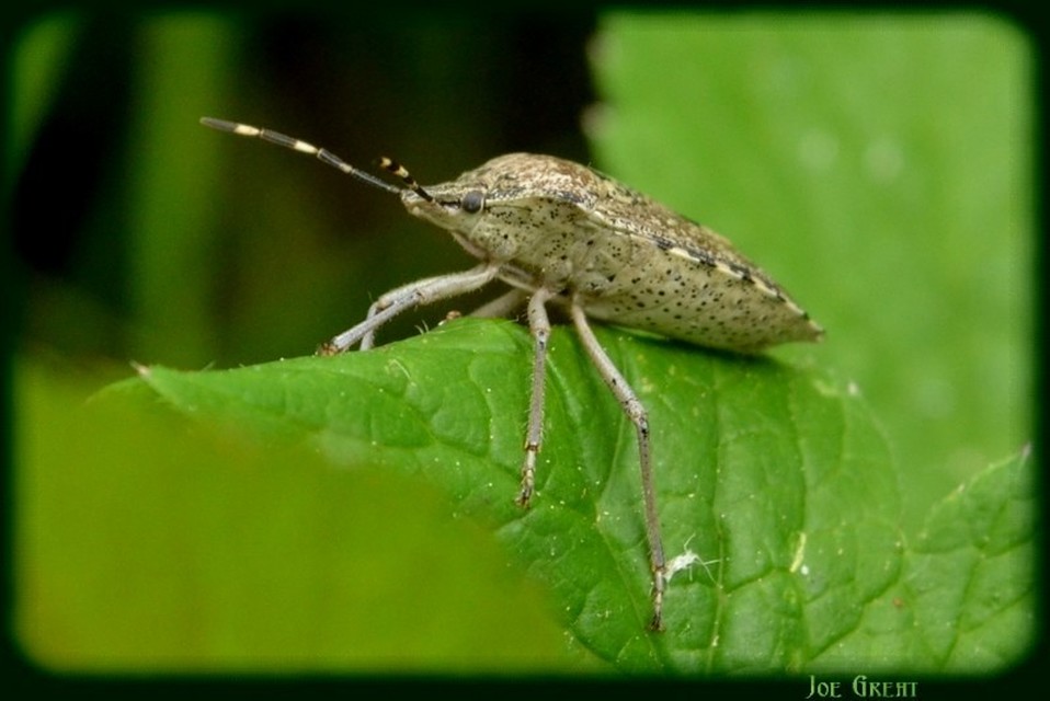 Rhaphigaster nebulosa - bencepoloska