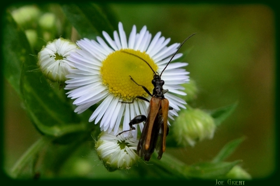 Oedemera femorata - sárgahátú álcincér