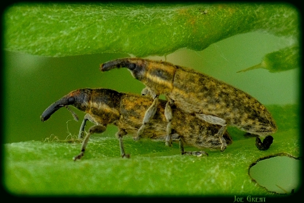 Lixus cardui/filiformis