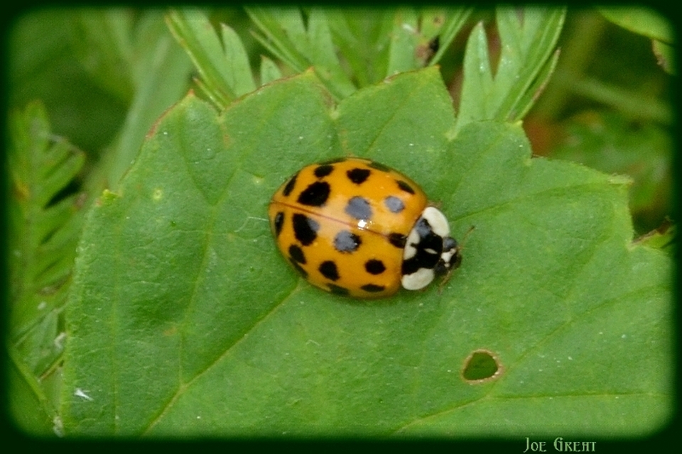 Harmonia axyridis - harlekinkatica