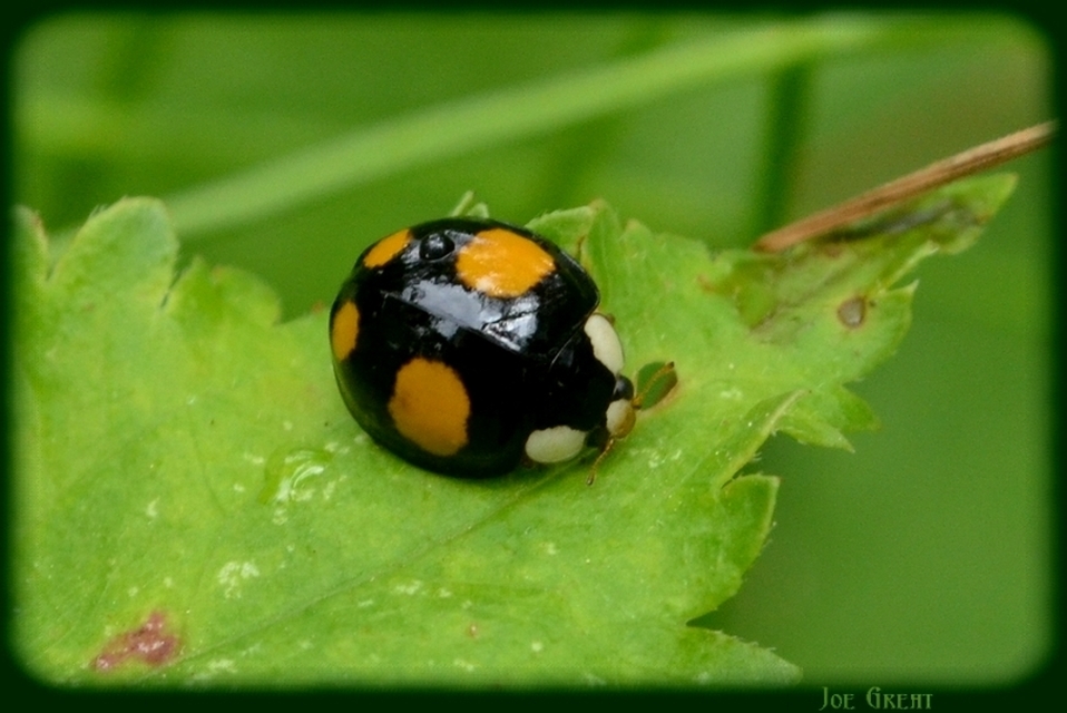 Harmonia axyridis - harlekinkatica