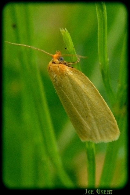 Aphelia