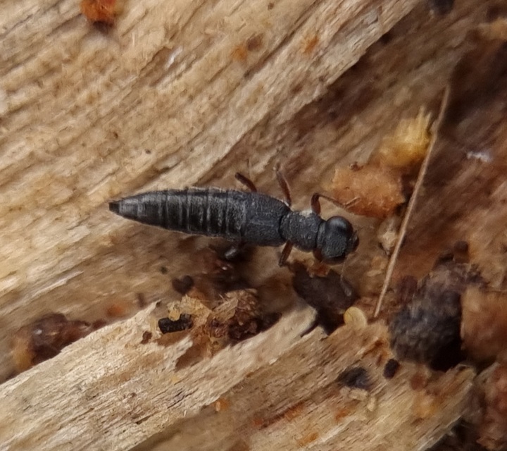 Stenus humilis - avarlakó szemesholyva Stenus humilis - avarlakó szemesholyva