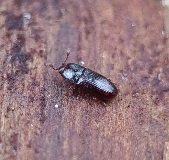 Cerylon histeroides - fekete kéregbogár Cerylon histeroides - fekete kéregbogár