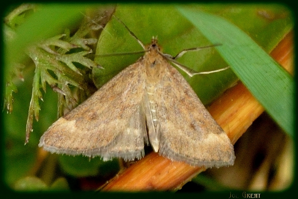 Pyrausta despicata - réti bíbormoly